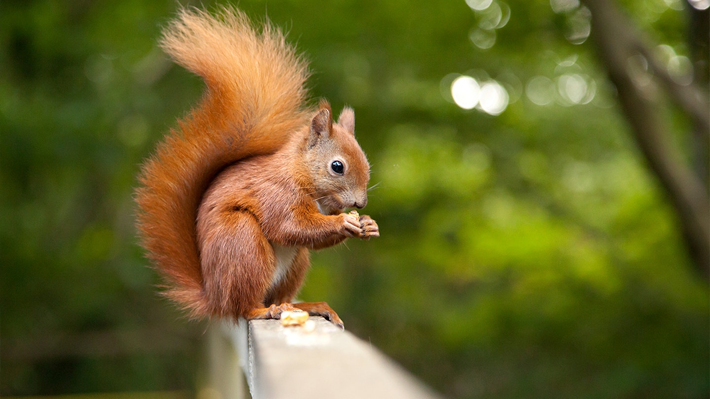 8 Red Squirrel Facts Why Are They Endangered And More 8-red-squirrel-facts-why-are-they-endangered-and-more
